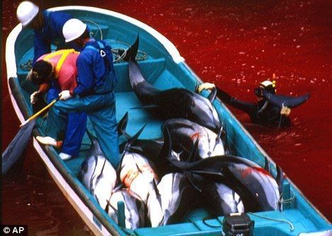 在太地町海灣，日本漁民宰殺海豚，周圍海水已被染成紅色。