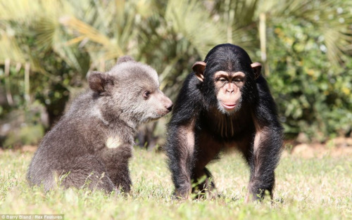 它們在動物園內(nèi)演繹了一段“跨界”友誼，成了形影不離的好朋友。