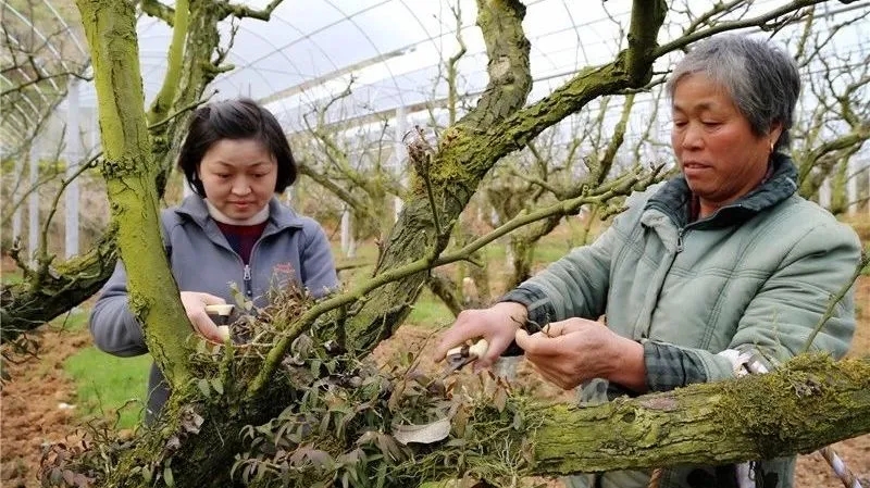 在建寧縣溪口鎮(zhèn)高圳村圍下嘴黃花梨種植基地，陳春花正在采收鐵皮石斛.webp.jpg