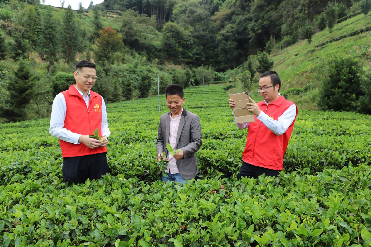 1.永春聯(lián)社金融助理深入茶園了解種植戶(hù)金融需求.jpg
