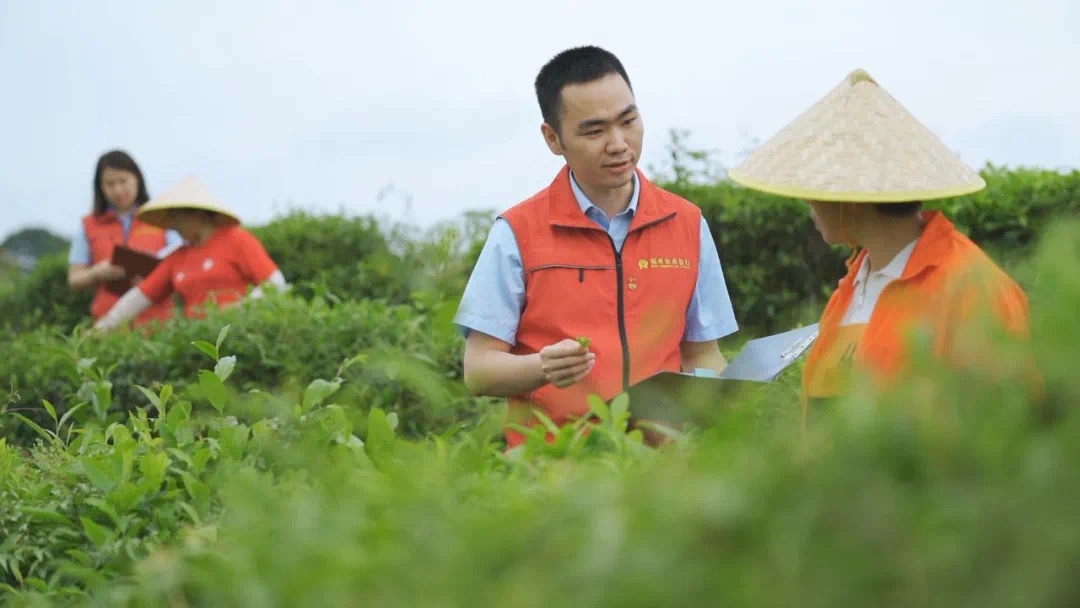 福州農(nóng)商銀行金融助理在茉莉花茶園向茶農(nóng)了解茉莉花種植情況。.jpg