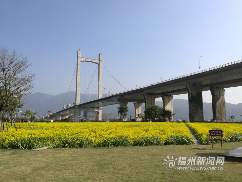 “福州藍(lán)”下，福州公園成金色花海