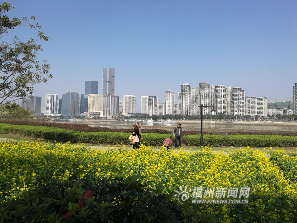 “福州藍(lán)”下，福州公園成金色花海